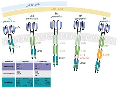 A structural, genetic and clinical comparison of CAR-T cells and CAR-NK cells: companions or competitors?